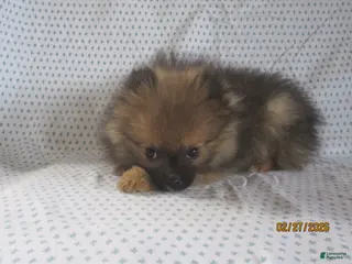 Pomeranian dogs for sale: Romeo - Ad 1