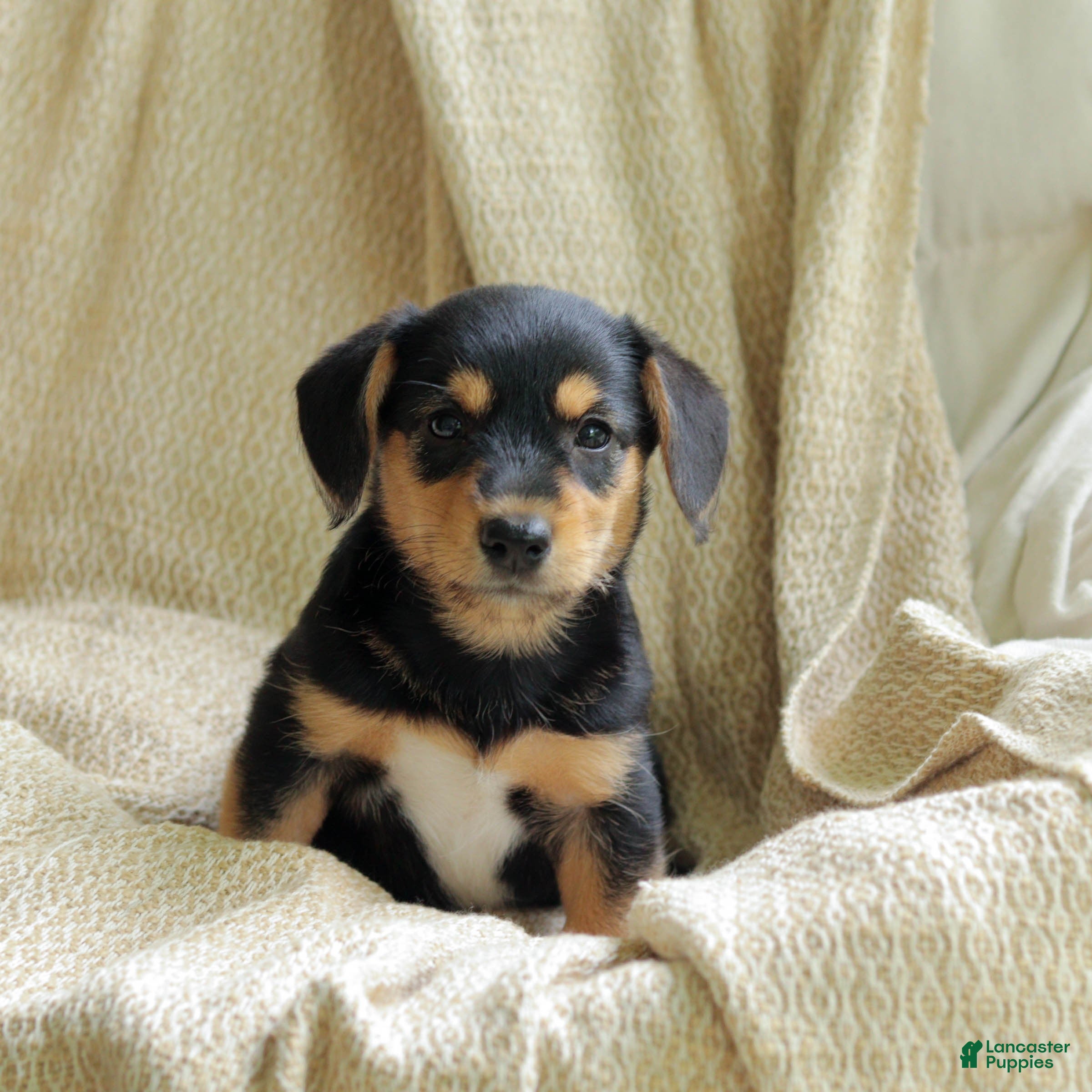 Mixed Breed dogs for sale: Olive - Ad 1
