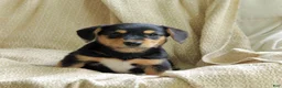 Mixed Breed dogs for sale: Olive - Ad 1