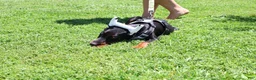 Doberman Pinscher dogs for sale: White - Ad 8