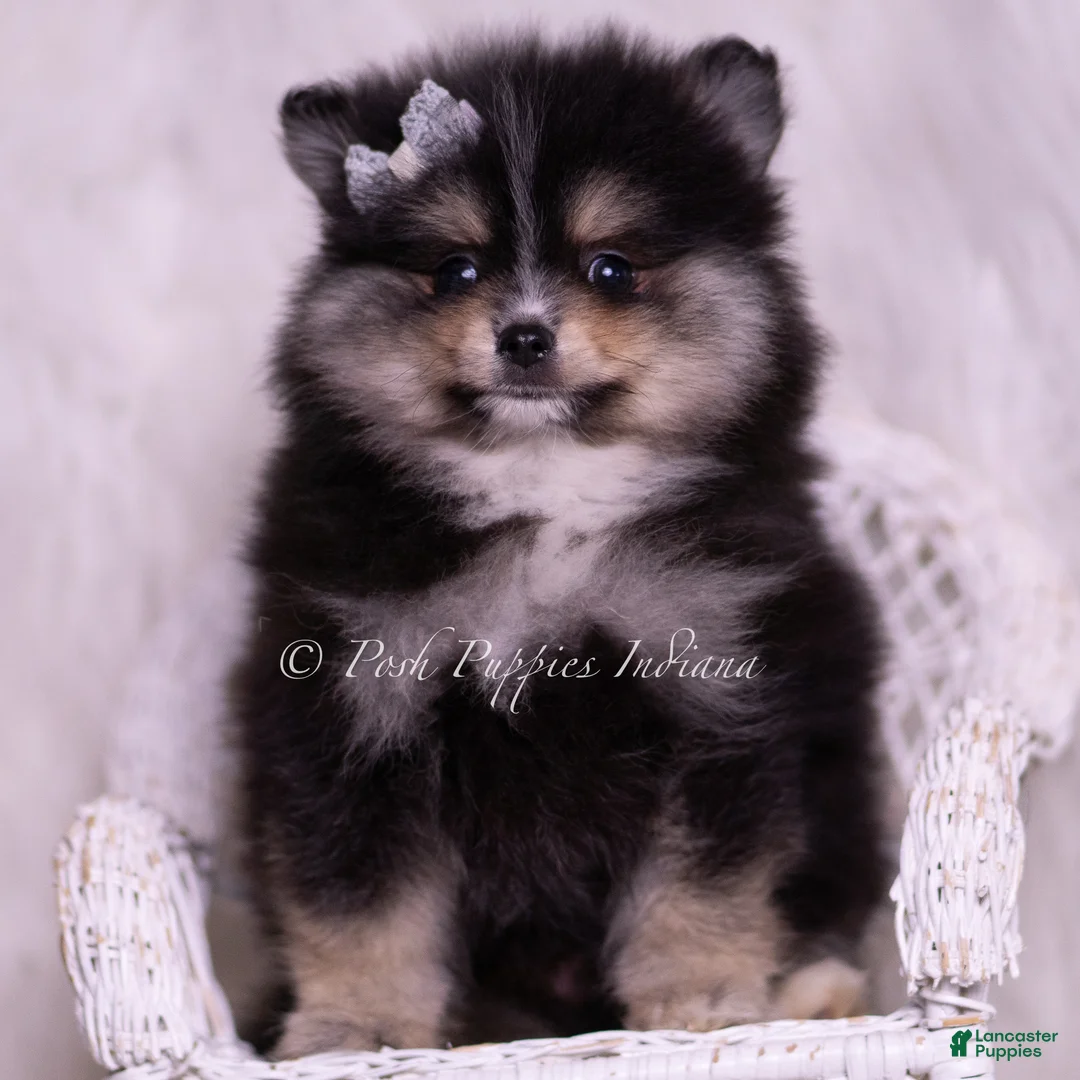 Pomeranian dogs for sale: Pear - Ad 6