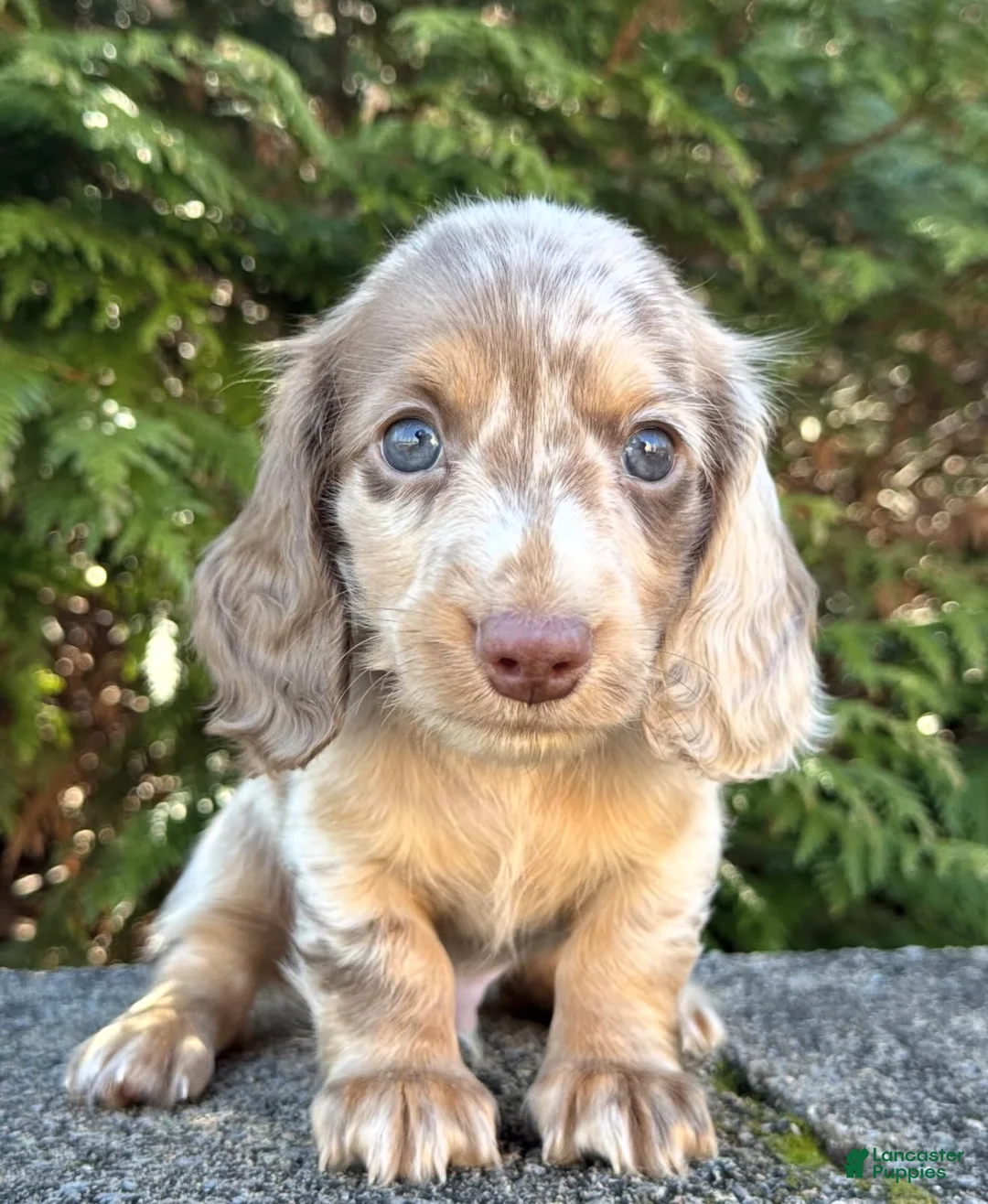 Miniature Dachshund dogs for sale: Charlie  - Ad 2