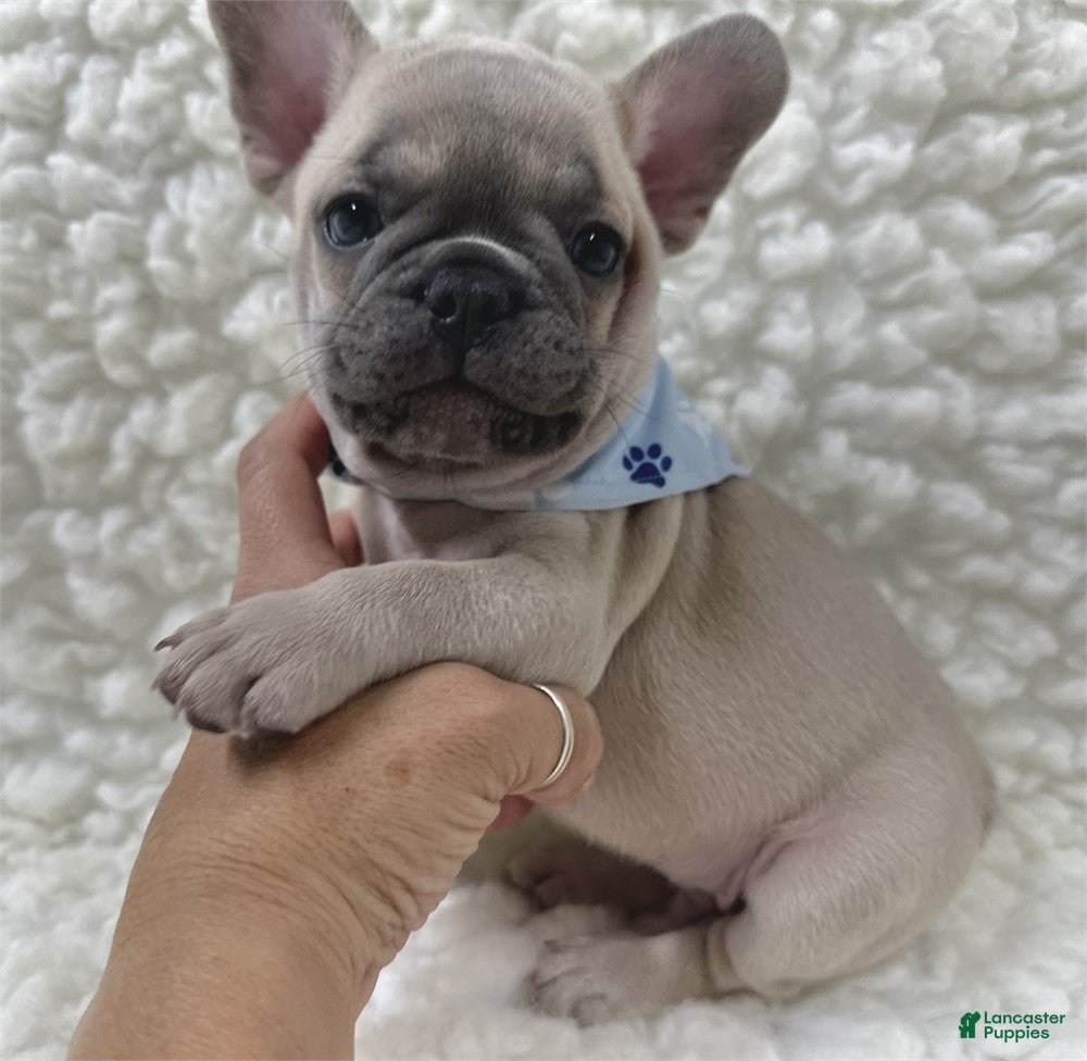 French Bulldog dogs French Bulldog 1 - Ad 2