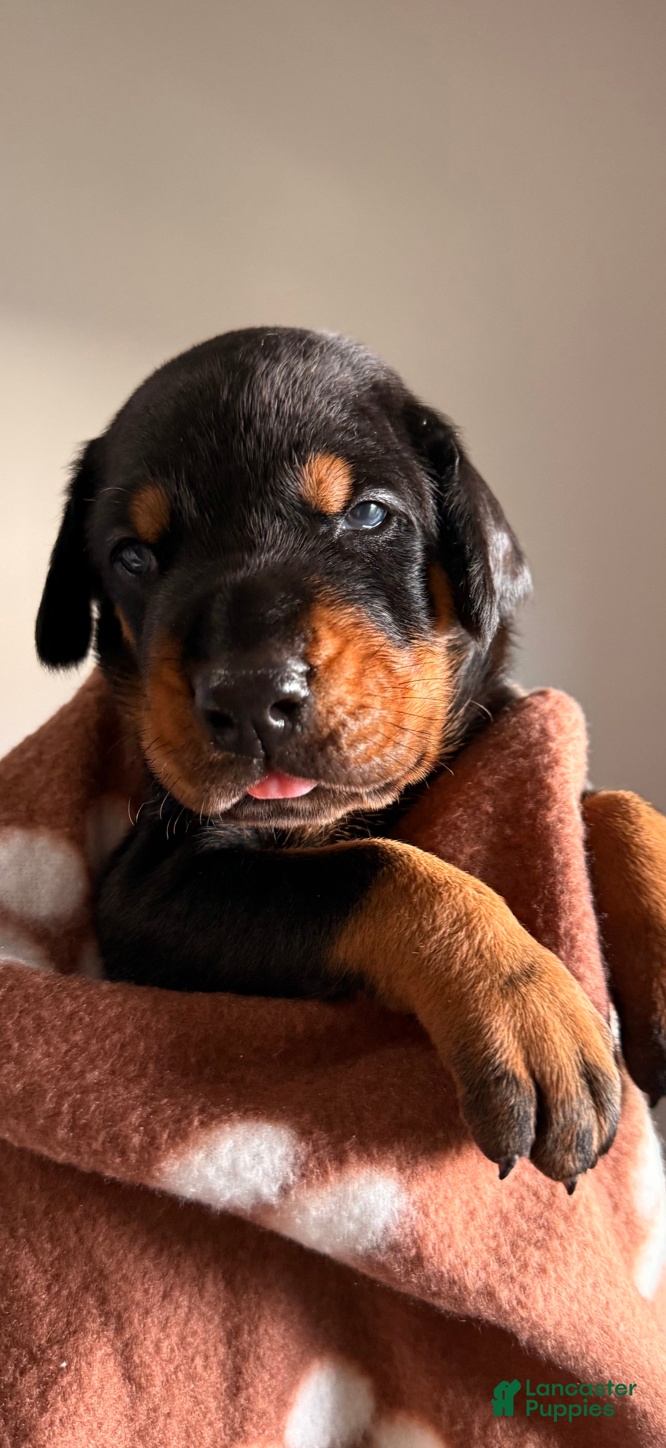 Doberman Pinscher dogs Astro-Brown Collar  - Ad 23