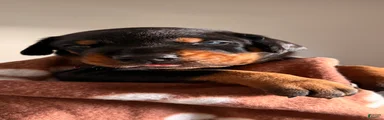 Astro-Brown Collar 