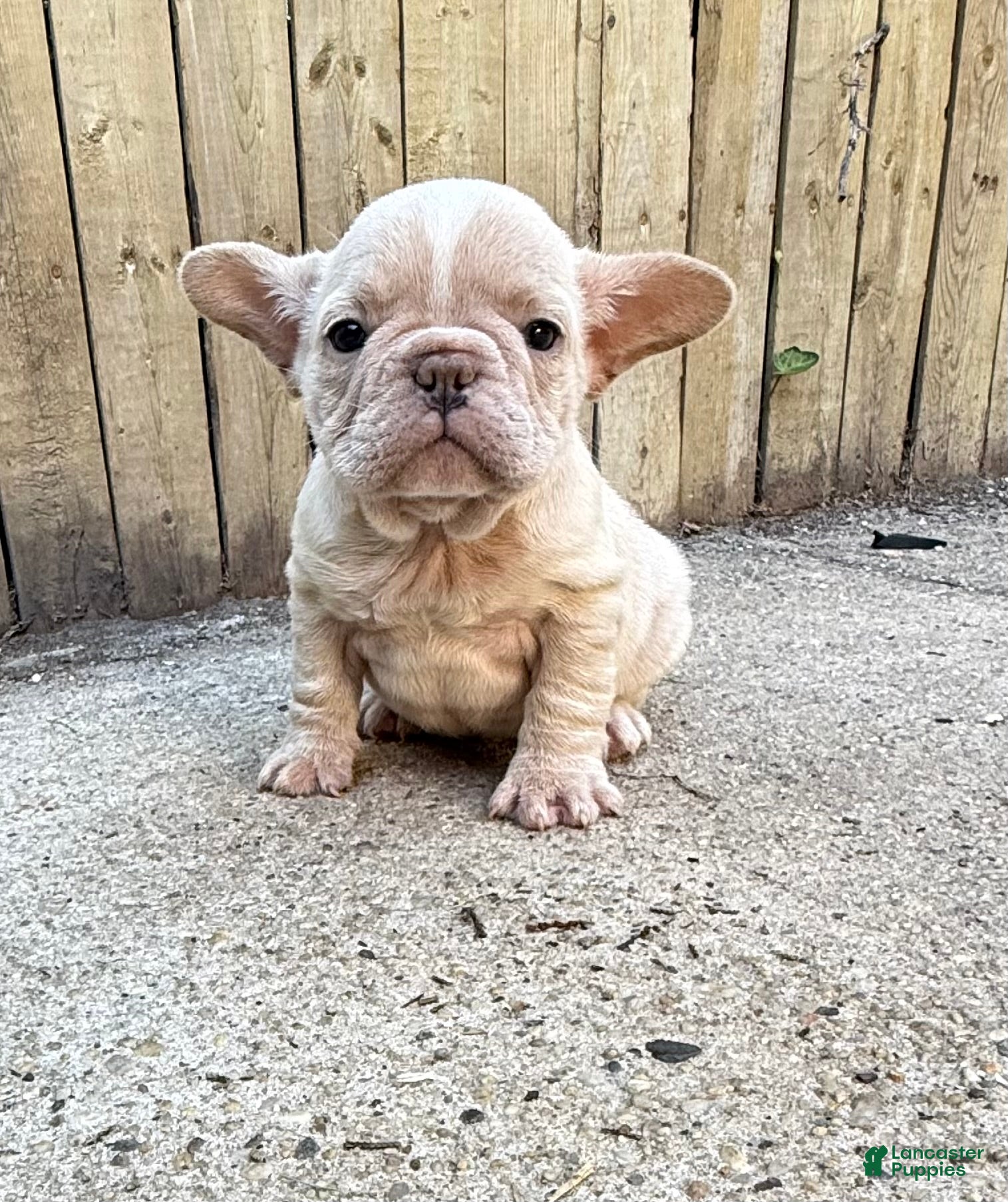 French Bulldog dogs Kobe - Ad 2