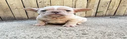 French Bulldog dogs for sale: Kobe - Ad 2