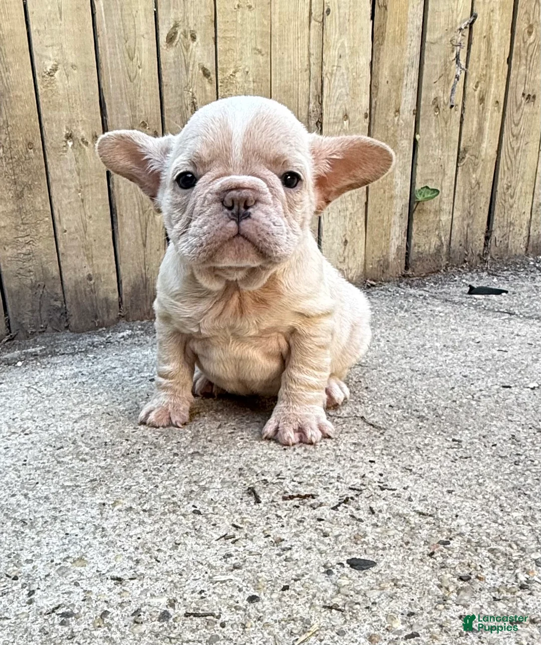 French Bulldog dogs for sale: Kobe - Ad 2