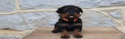 Rottweiler dogs for sale: Birkitt - Ad 1