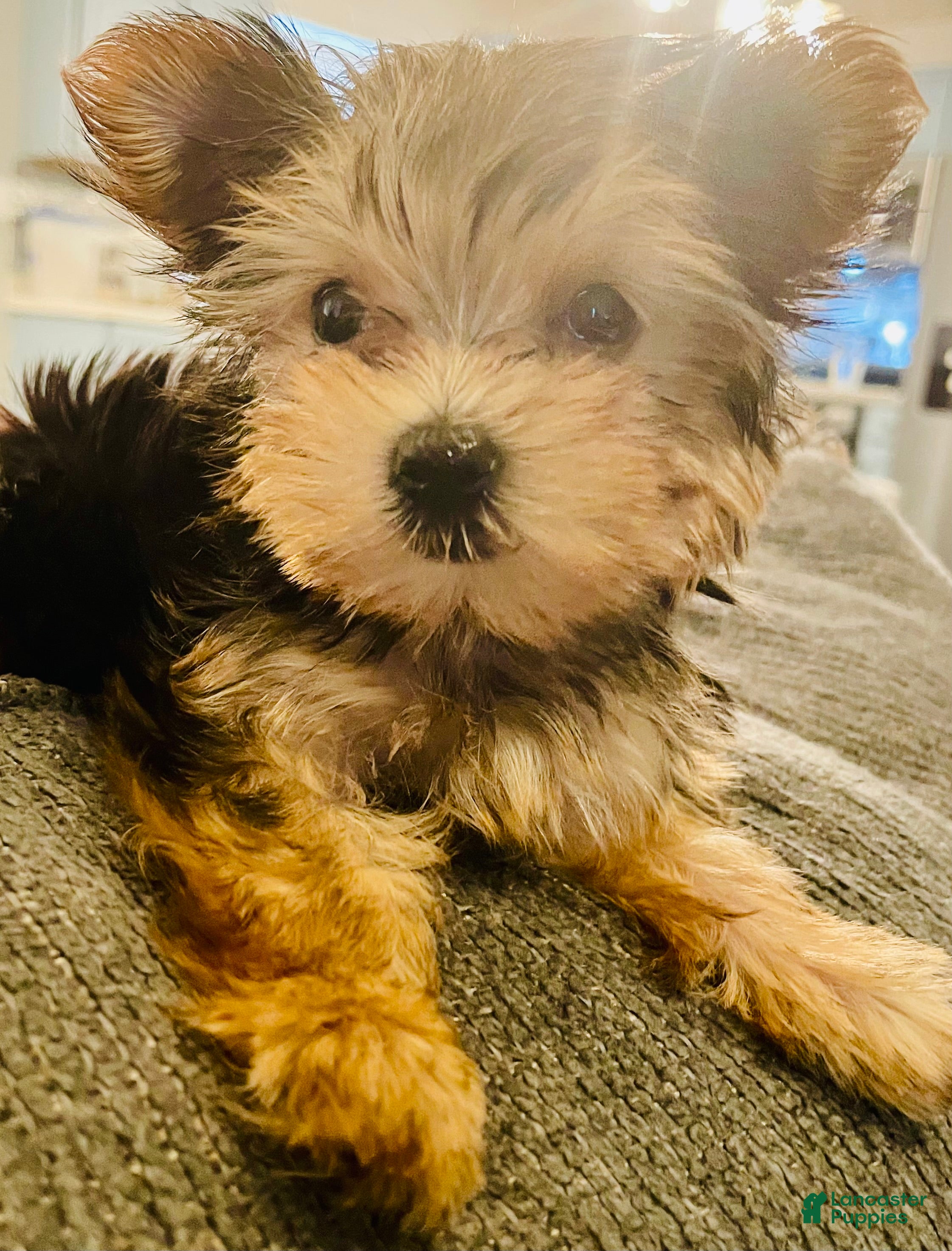 Yorkshire Terrier dogs Princess (teacup) - Ad 2