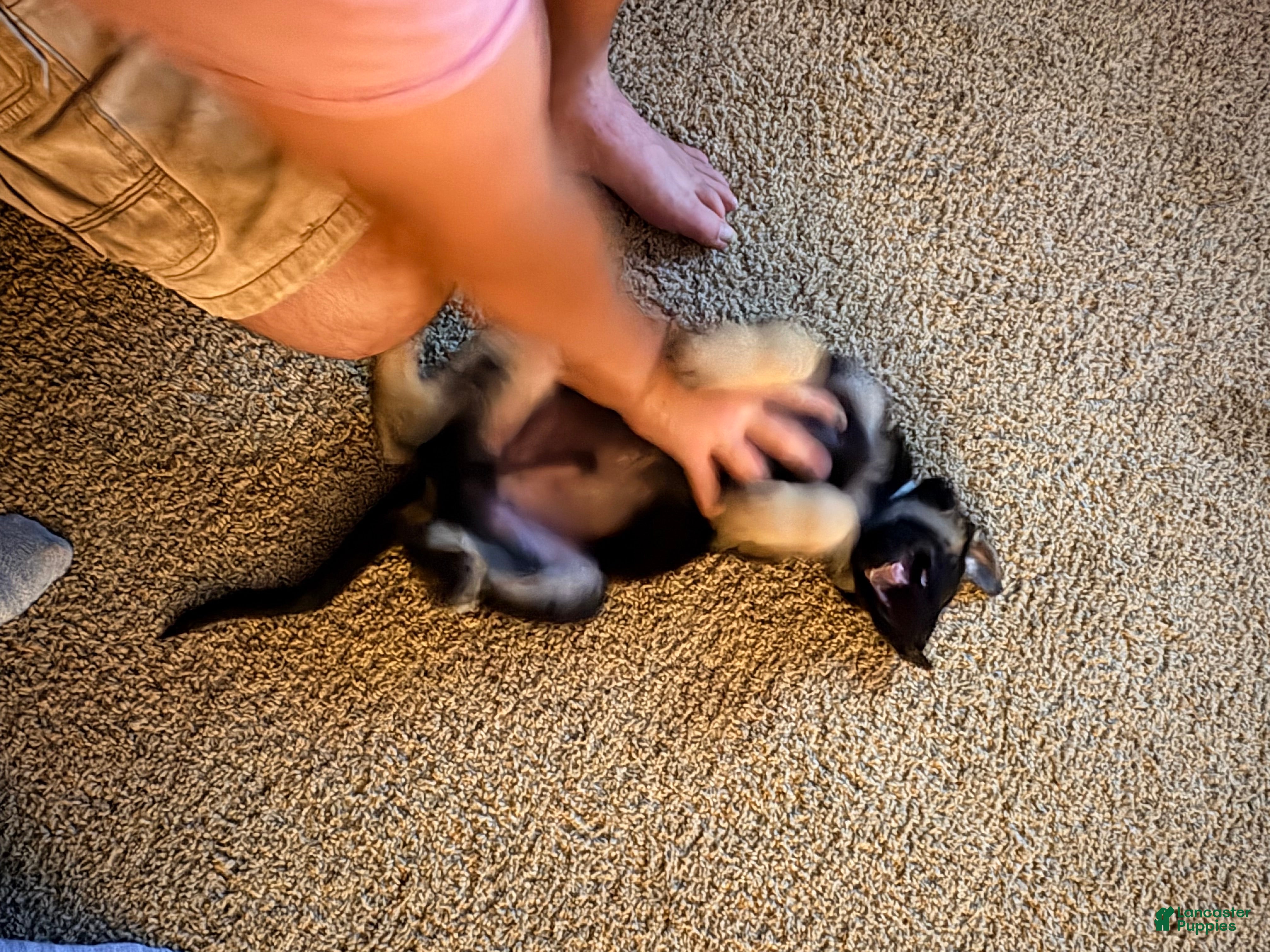 German Shepherd dogs German Shepherd Puppy 4 - Ad 1
