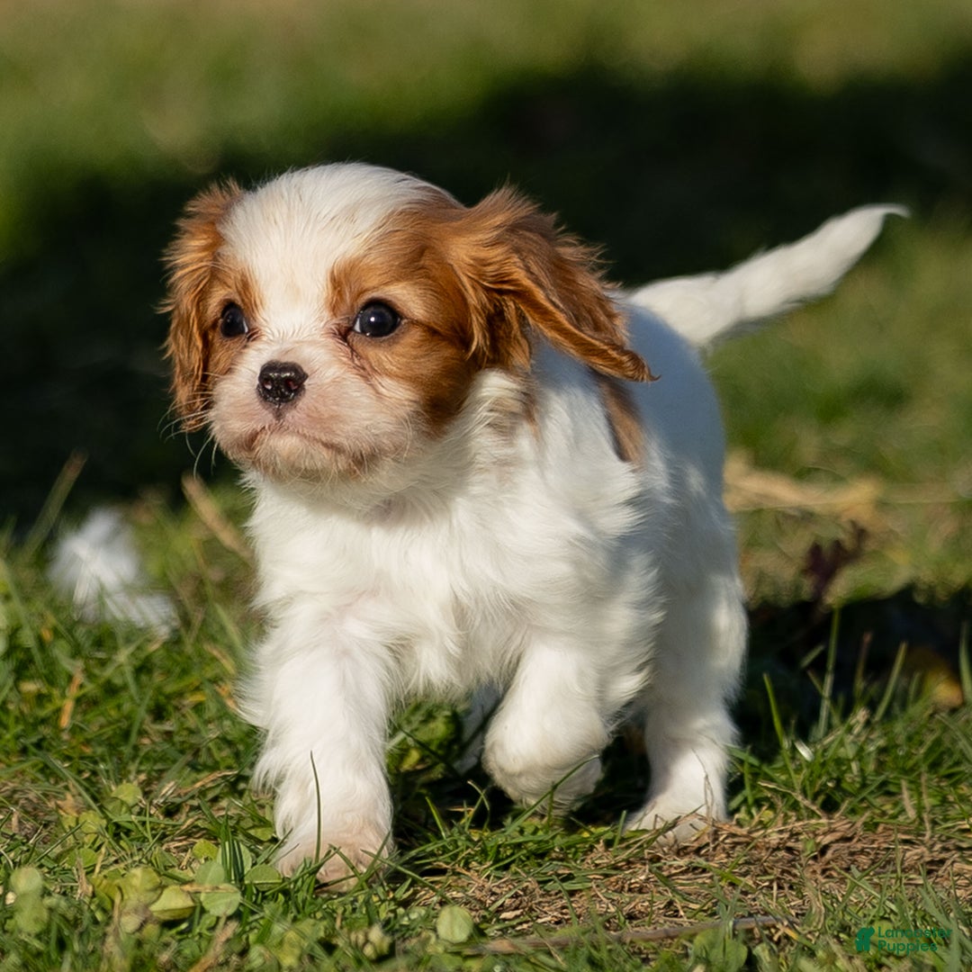 Cavalier King Charles Spaniel dogs for sale: Briar - Ad 1
