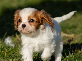 Cavalier King Charles Spaniel dogs Briar - Ad 41