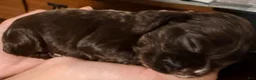 Cavalier King Charles Spaniel dogs for sale: Female 2 - Cavalier King Charles Spaniel Puppy 4 - Ad 2