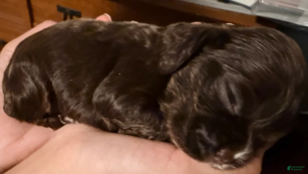 Cavalier King Charles Spaniel dogs for sale: Female 2 - Cavalier King Charles Spaniel Puppy 4 - Ad 2