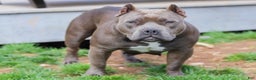 American Bully dogs for sale: Jinxy - Ad 2