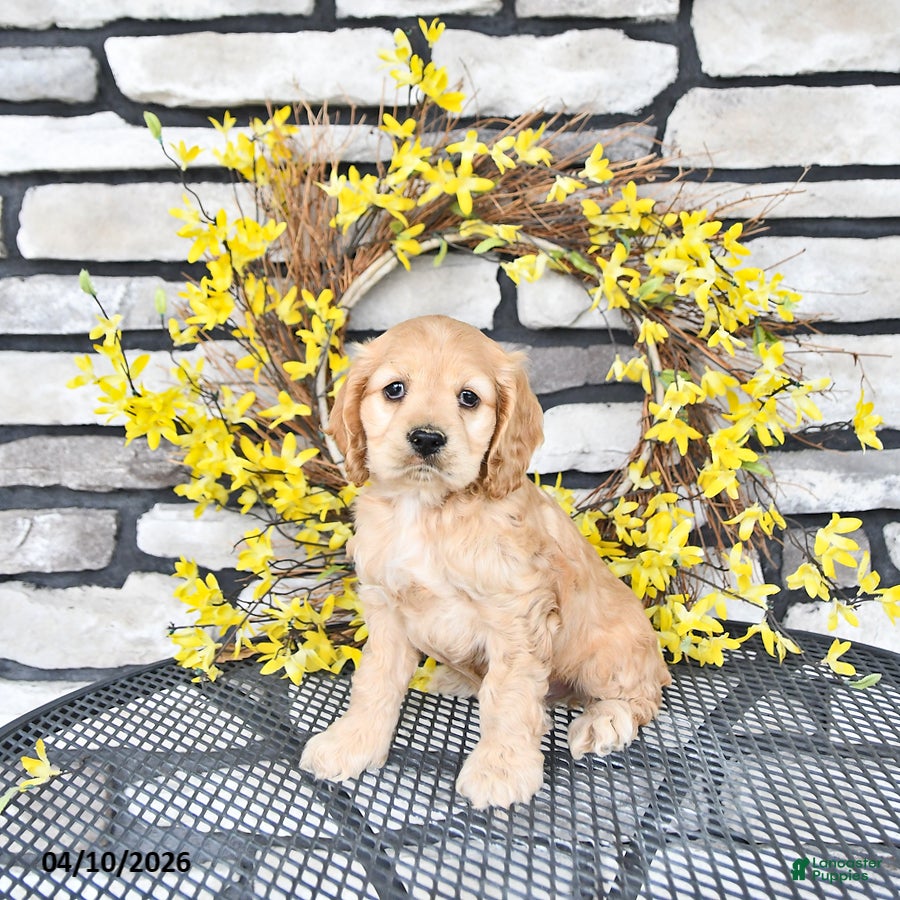 English Cocker Spaniel dogs Kobey - Ad 1