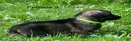 German Shepherd dogs for sale: German Shepherd 3 - Ad 8
