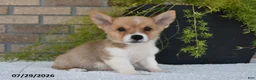 Welsh Corgi Pembroke dogs for sale: Terry - Ad 3
