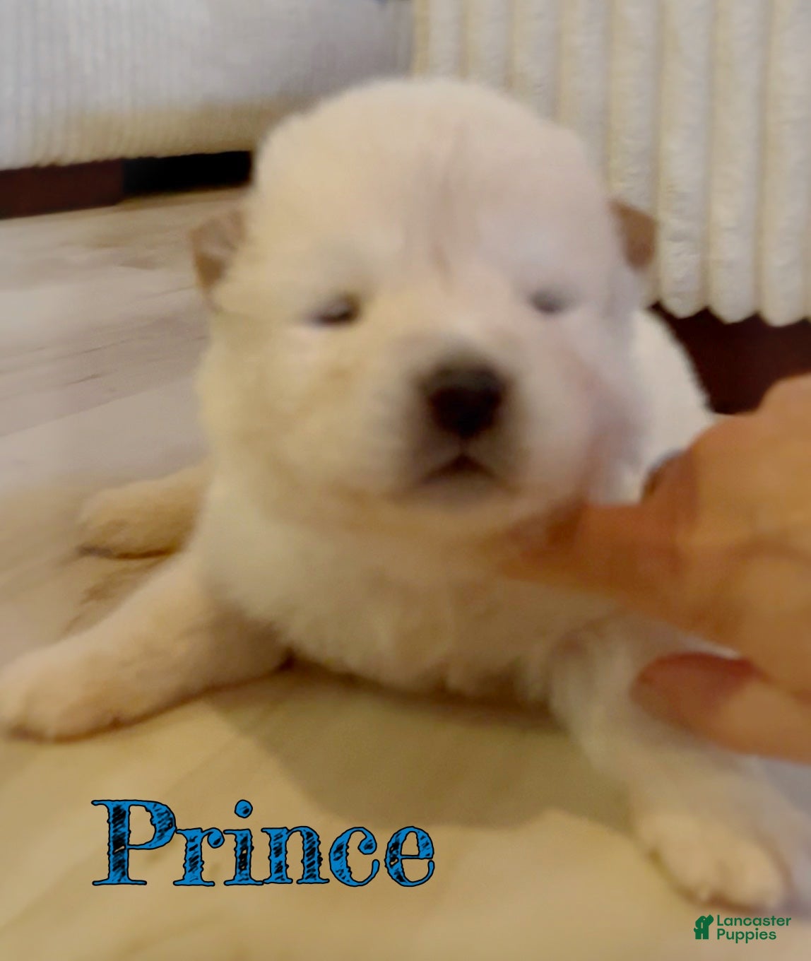 Akita dogs Prince - Ad 2