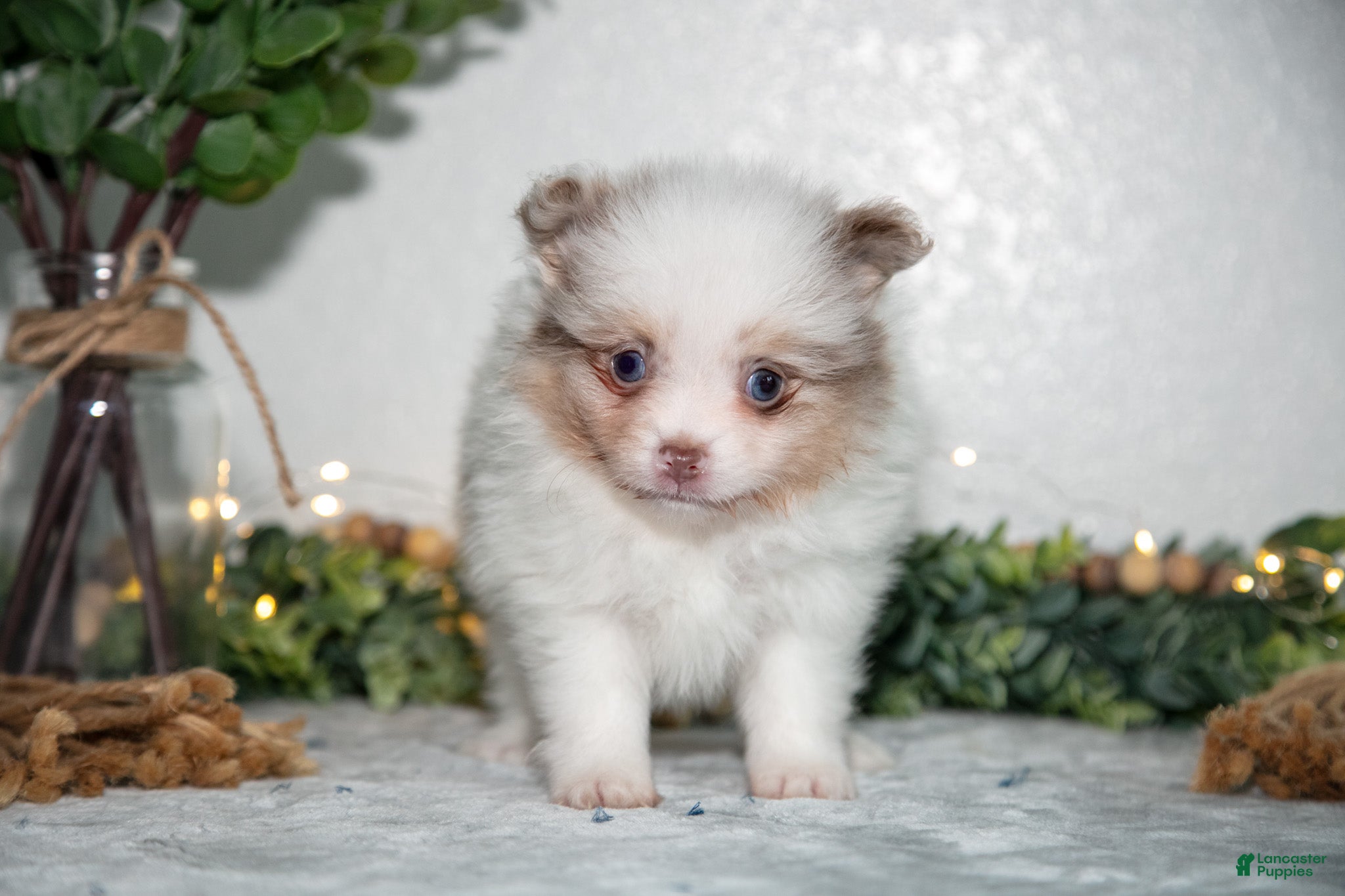 Pomeranian dogs Ivy - Ad 2