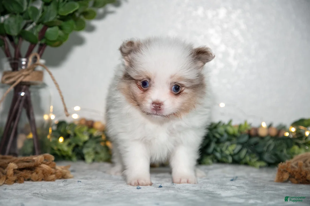 Pomeranian dogs for sale: Ivy - Ad 2