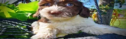 Havapoo dogs for sale: Bubbles - Ad 3
