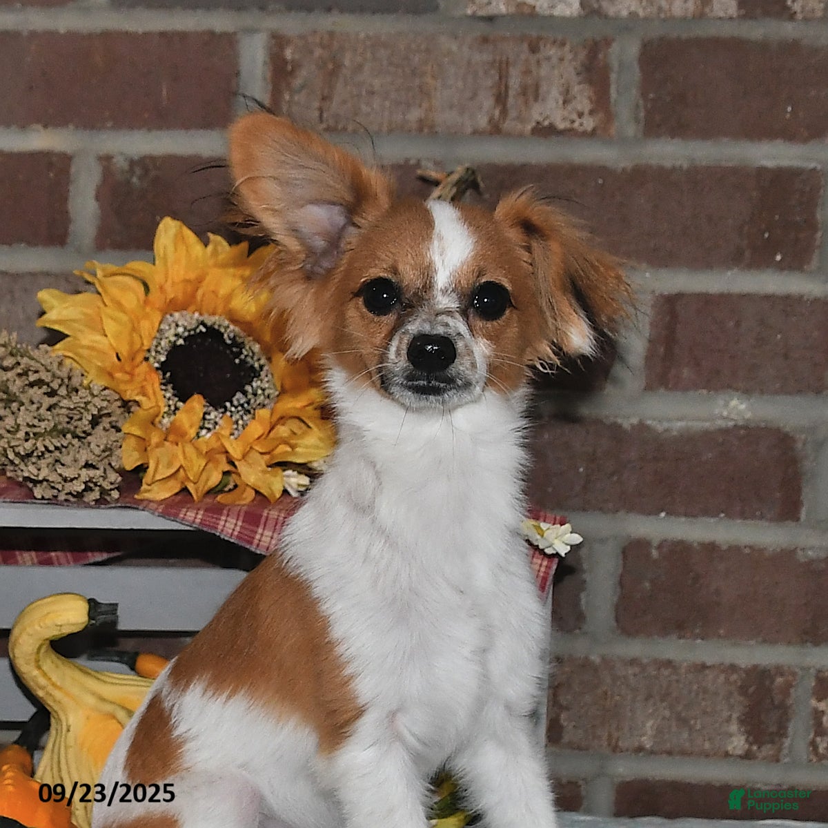 Papillon Puppies for sale in Ohio Lancaster Puppies