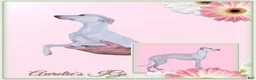 Italian Greyhound dogs for sale: Darrow - Ad 4