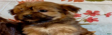 Shorkie 1