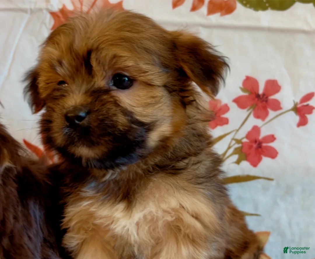 Shorkie dogs for sale: Shorkie 1 - Ad 1