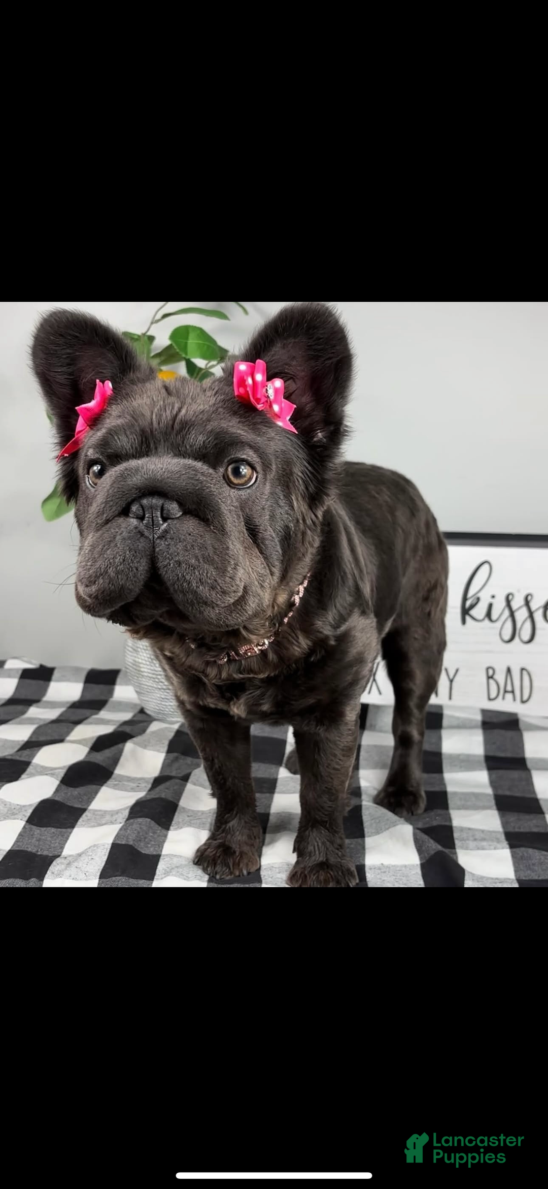 French Bulldog dogs for sale: Sonny - Ad 7