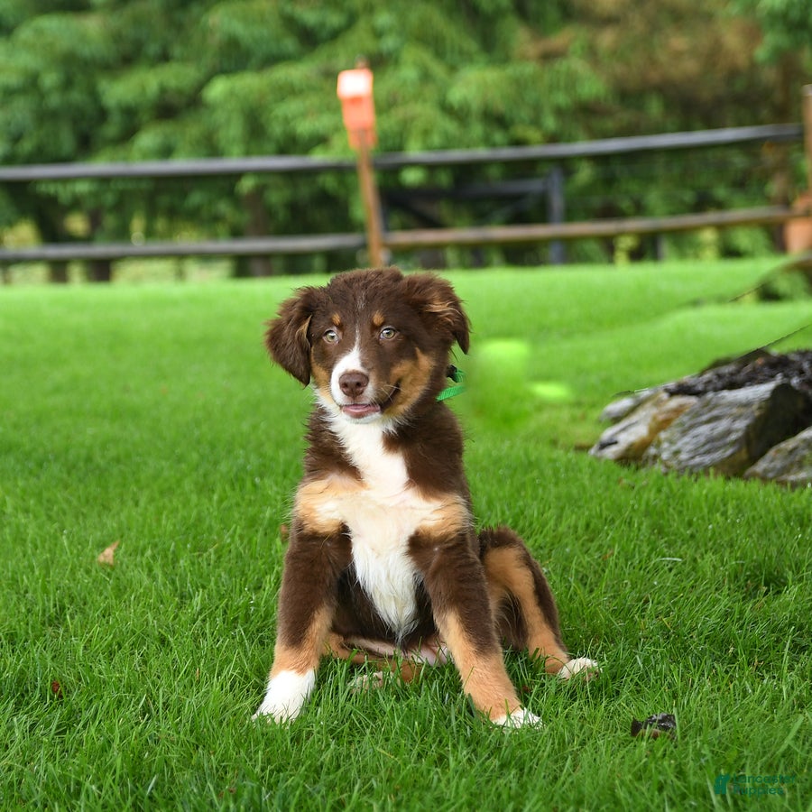 Australian Shepherd dogs Remi  - Ad 1