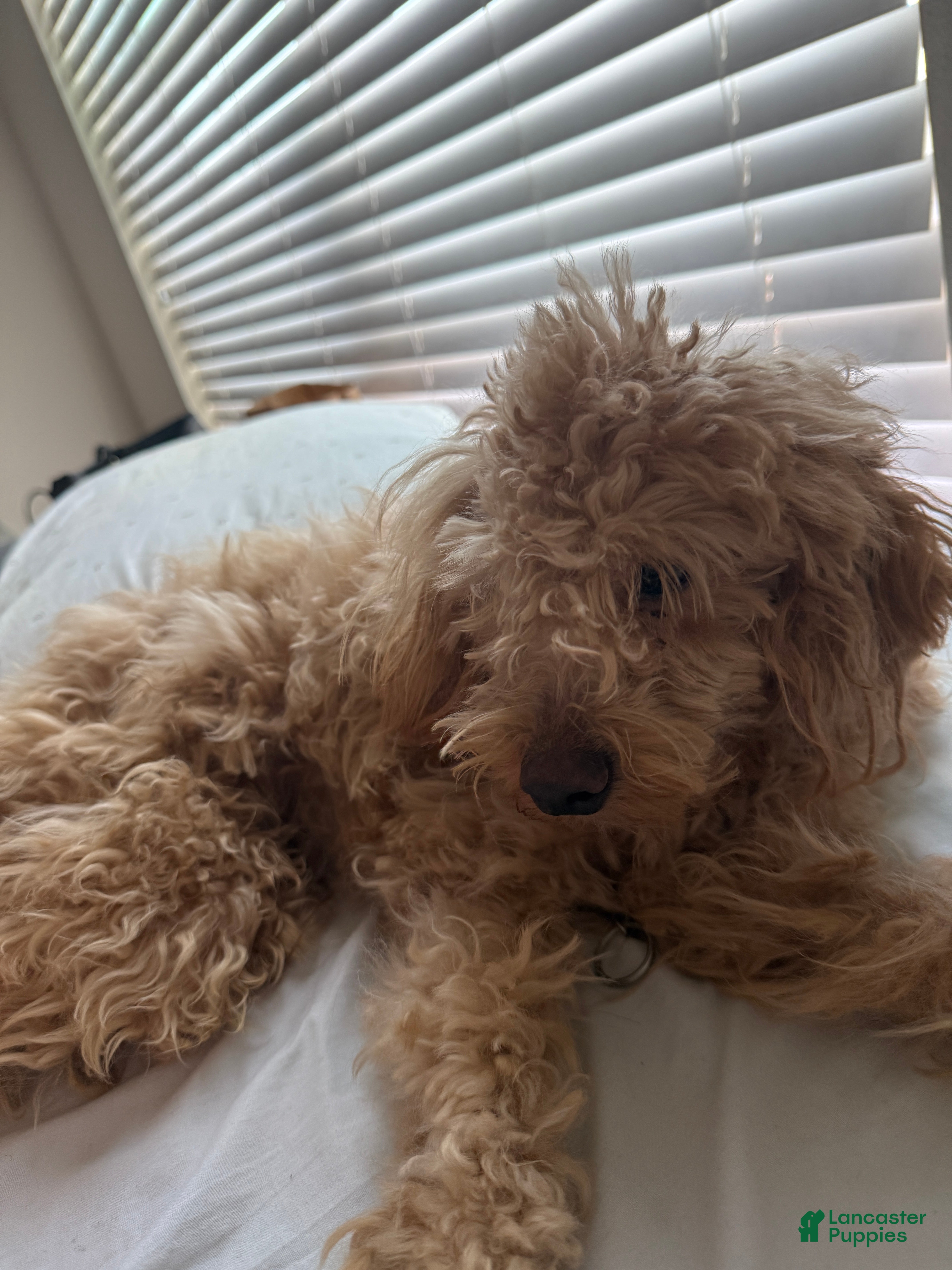 Maltipoo dogs Maltipoo Puppy 1 - Ad 36