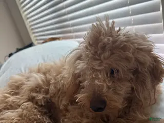 Maltipoo dogs Maltipoo Puppy 1 - Ad 36