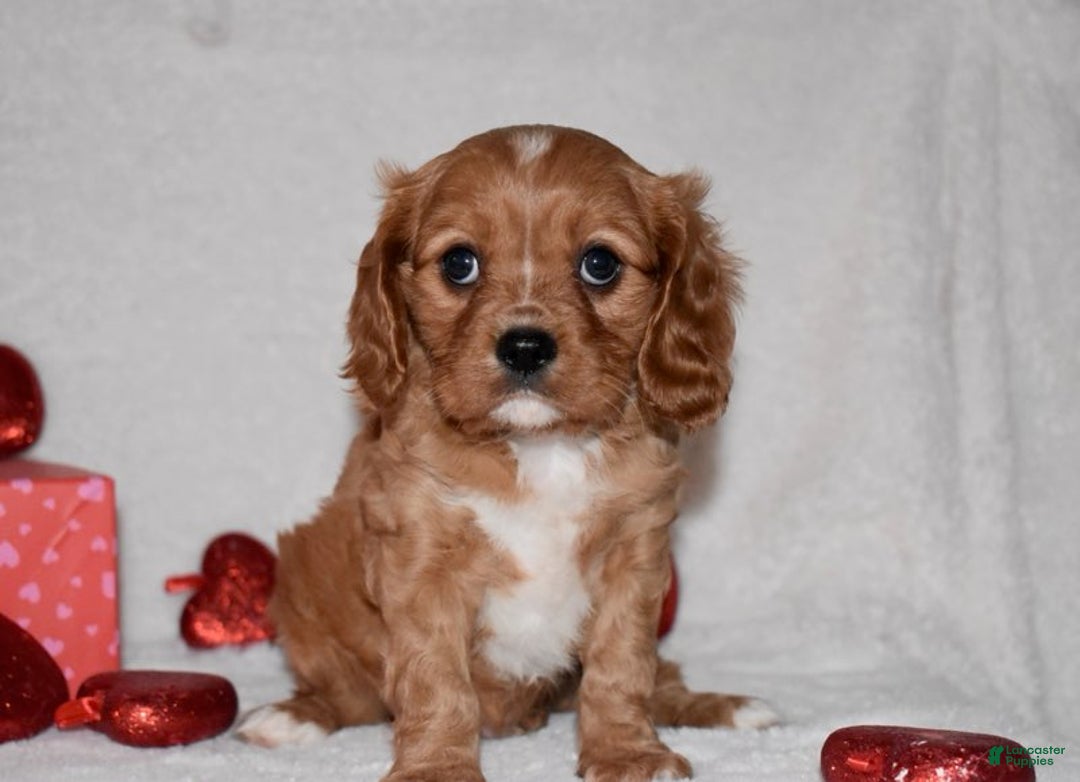 Cavalier King Charles Spaniel dogs for sale: Oscar - Ad 6