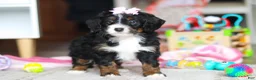 Mini Bernedoodle dogs for sale: Everest - Ad 5