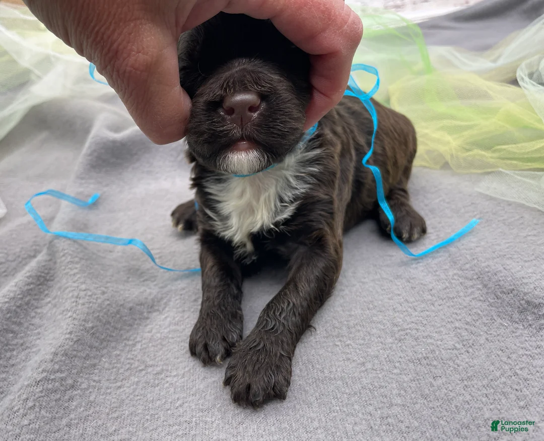 Portuguese Water Dog dogs for sale: Benny - Ad 4