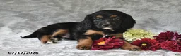 Cavapoo dogs for sale: Kenny - Ad 4