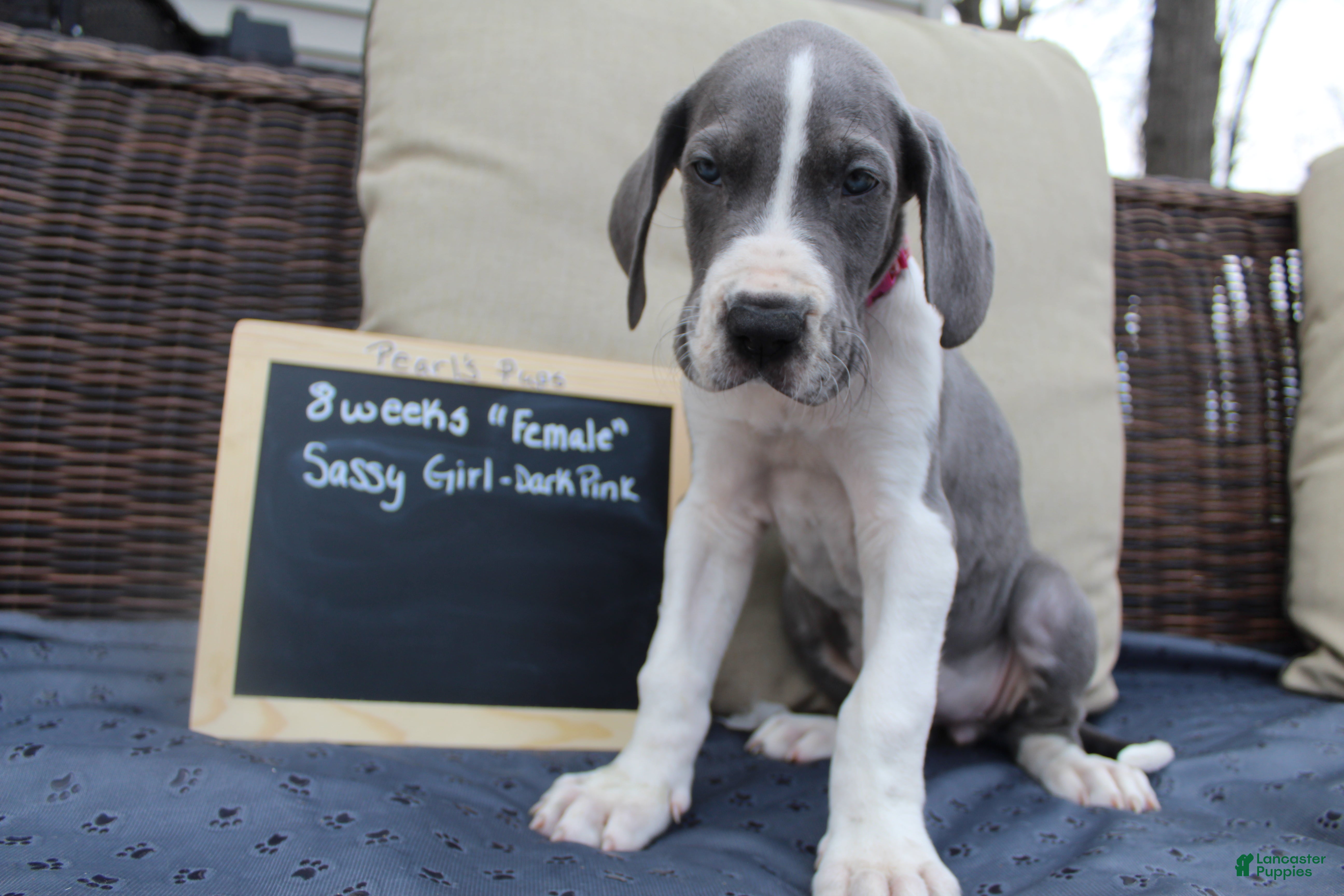 Great Dane dogs Sassy Girl - Ad 5