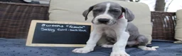Great Dane dogs for sale: Sassy Girl - Ad 1