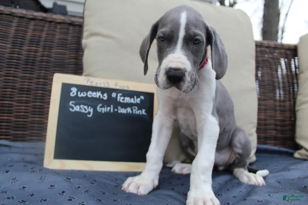 Great Dane dogs for sale: Sassy Girl - Ad 1