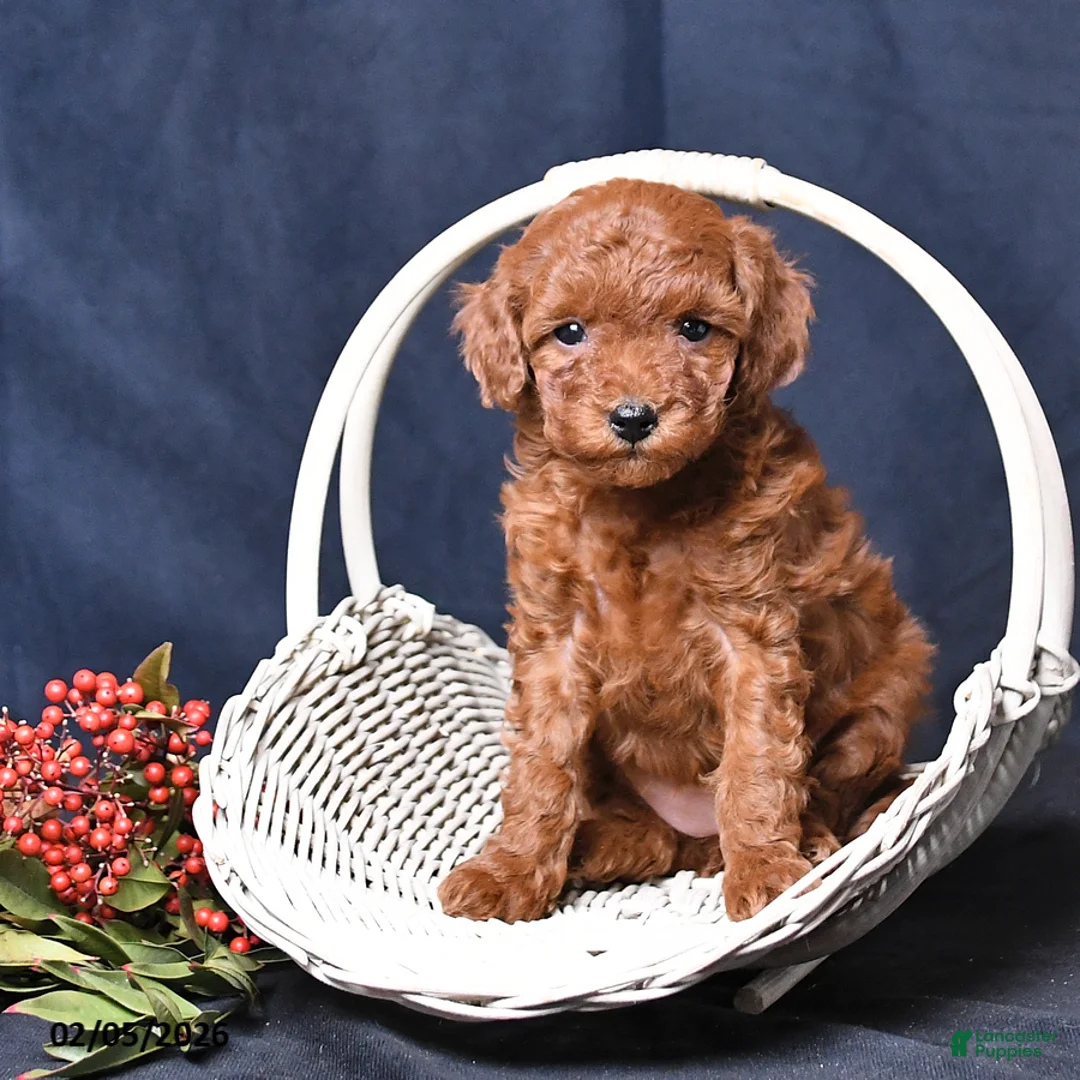 Toy Poodle dogs for sale: Rose  - Ad 2