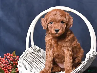 Toy Poodle dogs Rose - Ad 38