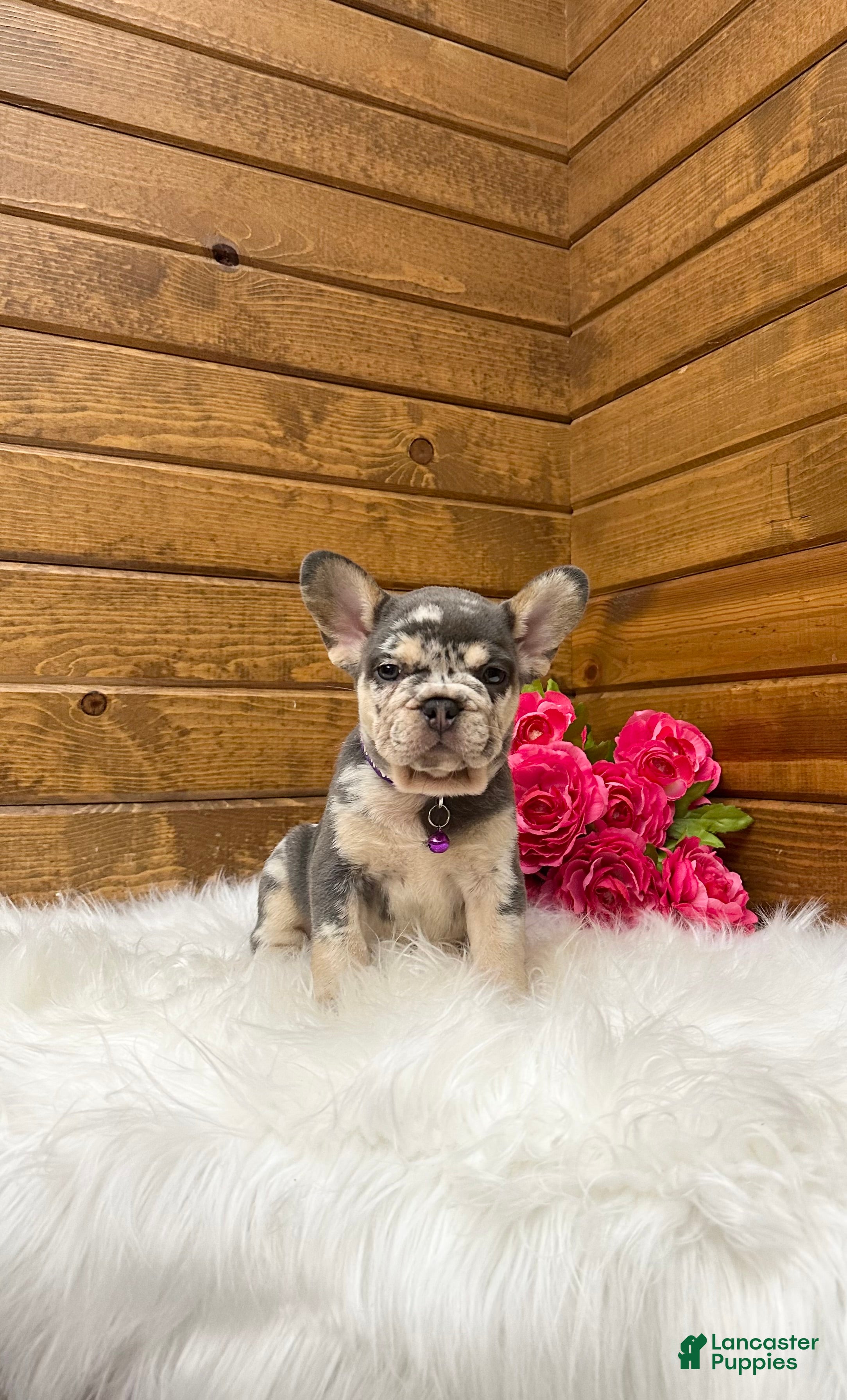 French Bulldog dogs Gracie - Ad 2