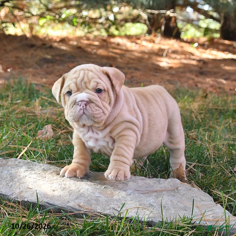 English Bulldog dogs for sale: Fringes - Ad 2