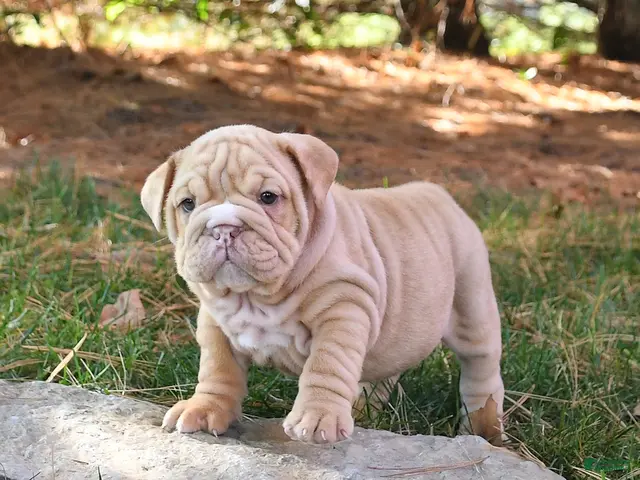 English Bulldog dogs for sale: Fringes - Ad 2
