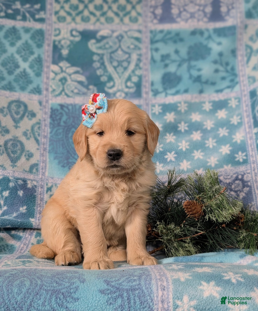 Golden Retriever dogs for sale: Catalina - Ad 3