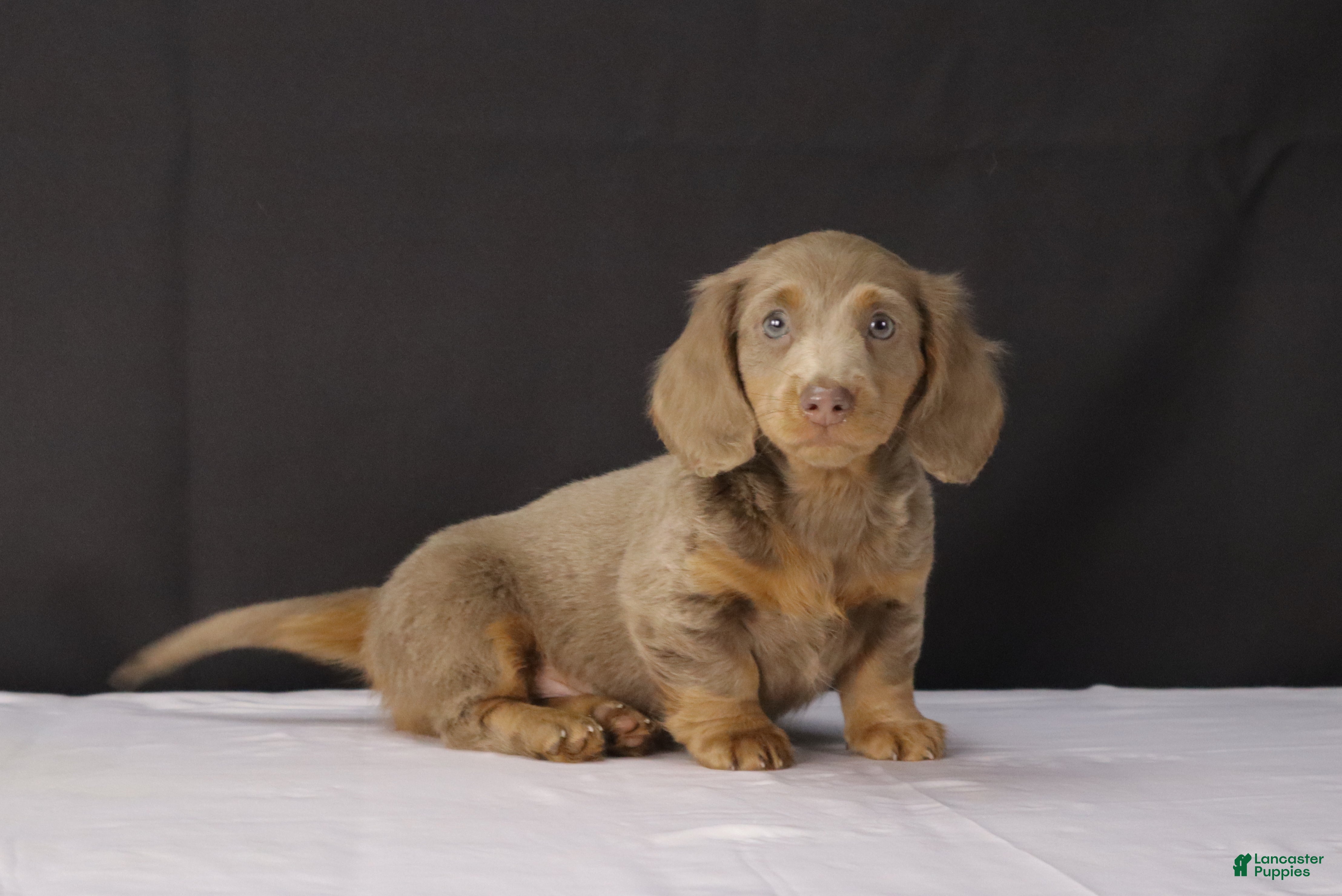 Dachshund dogs Theo - Ad 1