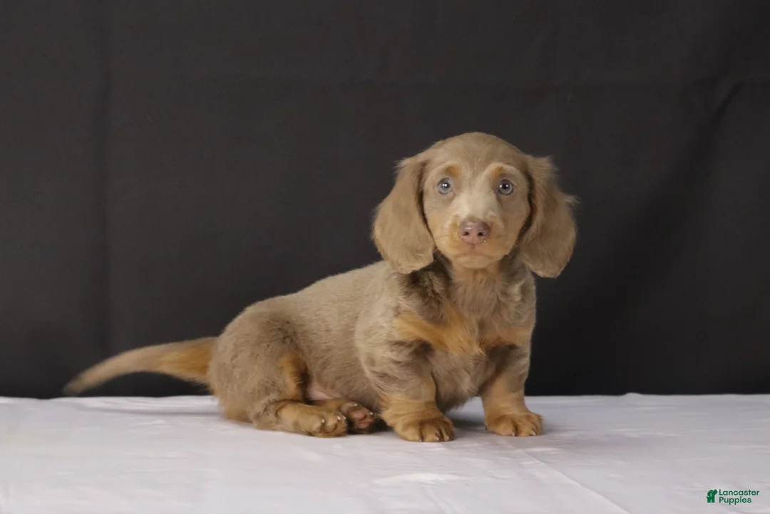Dachshund dogs for sale: Theo - Ad 1